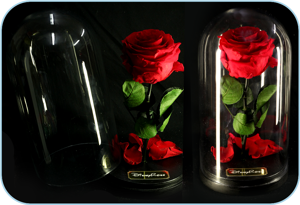 Forever-rose In The Glass Dome From The Movie Beauty - Garden Roses (1075x795), Png Download