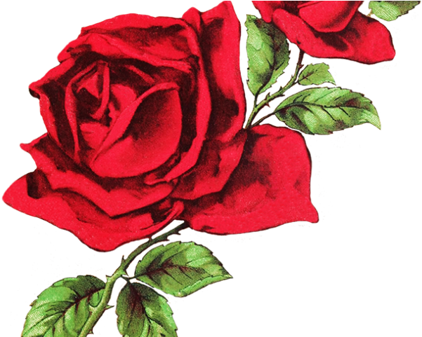 Drawn Red Rose Cool - Red And White Header (640x480), Png Download