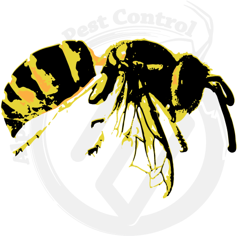 Yellow Jacket Image Gallery - Yellow Jacket Wasp (570x570), Png Download