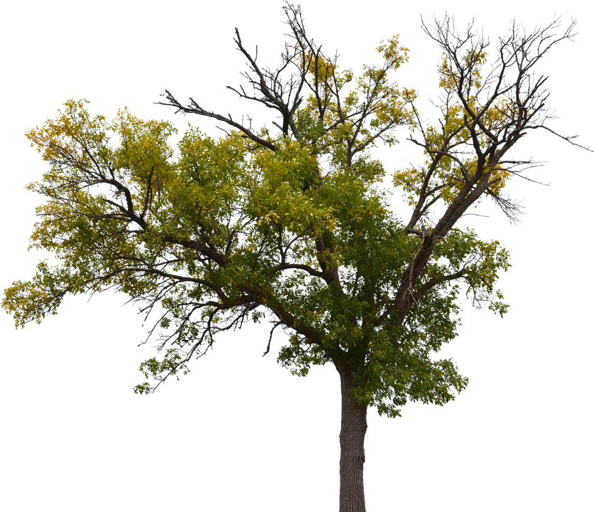 Dead Tree, Dead Tree With No Background, Halloween - Halloween (836x720), Png Download