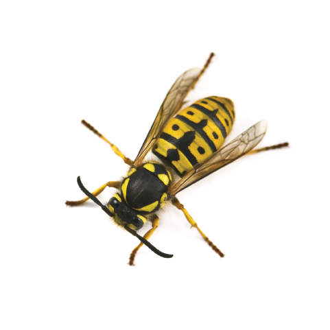 Got A Yellow Jacket Problem - Bees Upstate Ny (570x570), Png Download