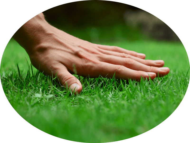 Sir Walter Dna Certified Buffalo (800x600), Png Download