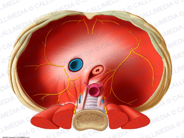 Imagen Relacionada - Veine Cave Inférieure Diaphragme (600x600), Png Download