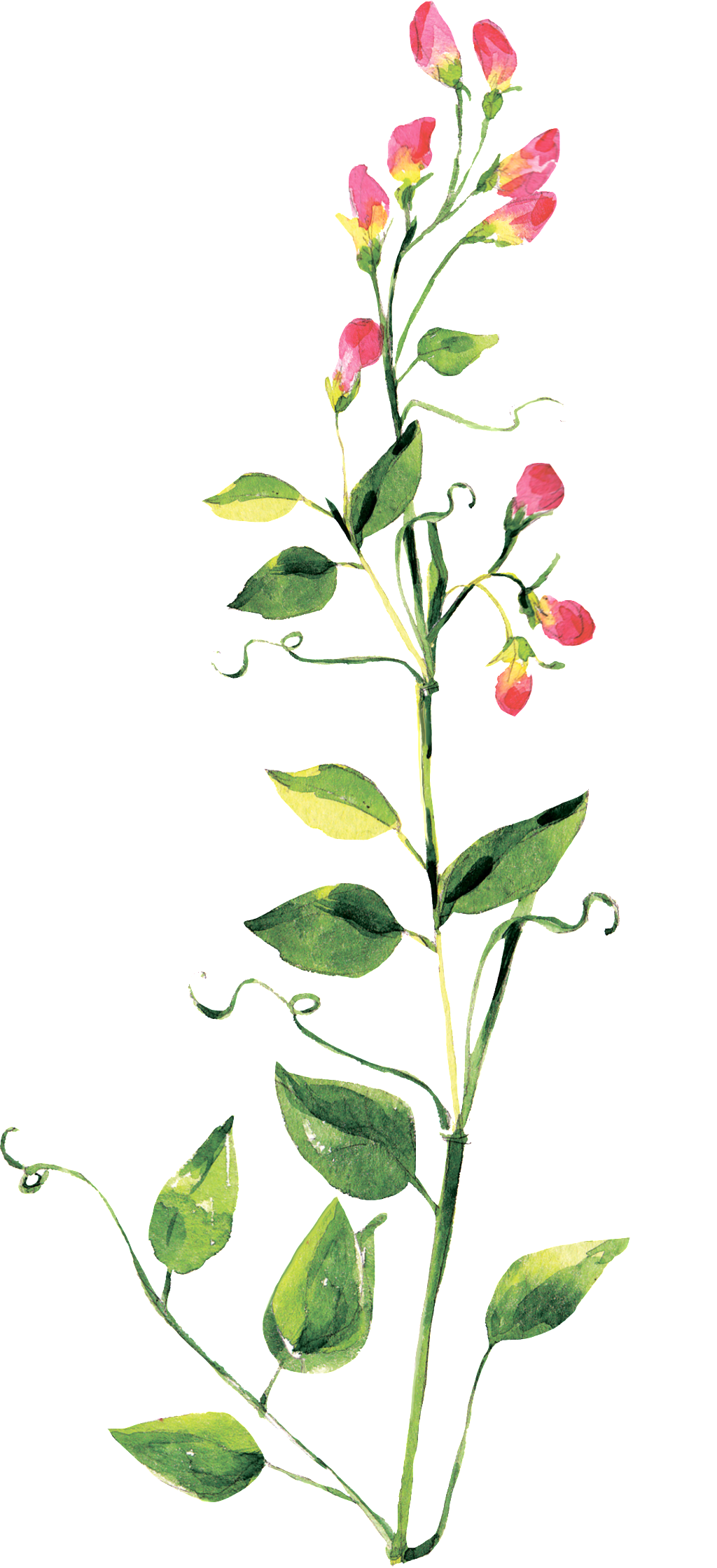 Spring Fresh Flower Transparent Decorative - Portable Network Graphics (1024x2239), Png Download