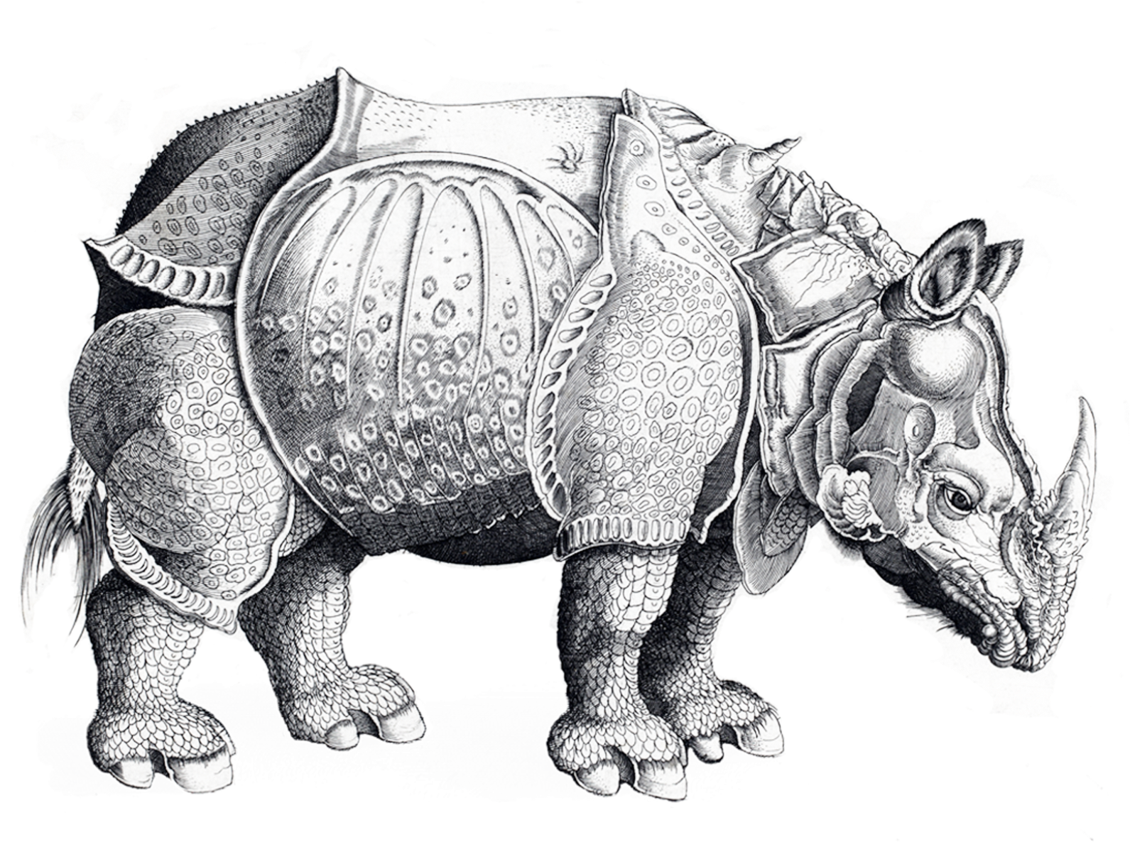 The Rhinoceros - Rhinoceros (2048x2048), Png Download