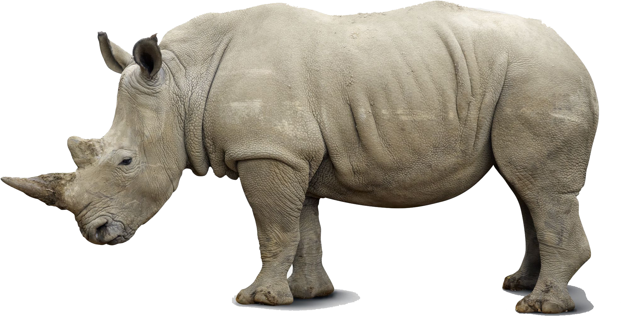 Rhino Png Pics - Rhinocerous Rhino (2154x1392), Png Download