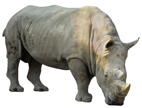 Download - Rhino Png (500x381), Png Download