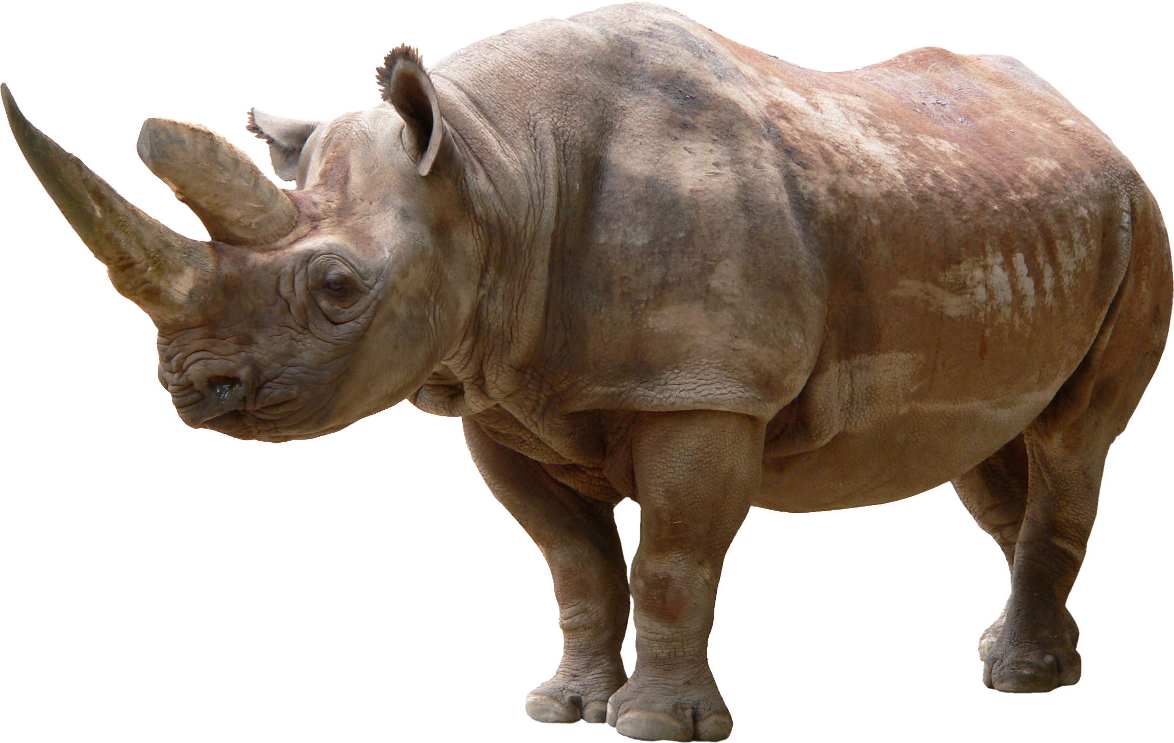 Black Rhinoceros, For The Love Of Animals (2304x1458), Png Download