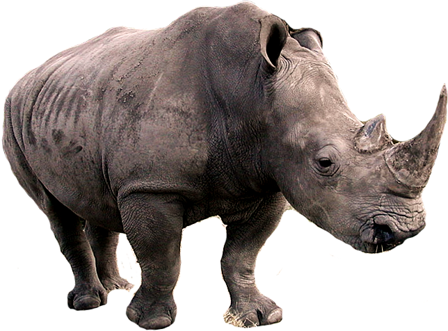 Rhino Transparent Png - Black Rhinoceros Transparent (644x476), Png Download