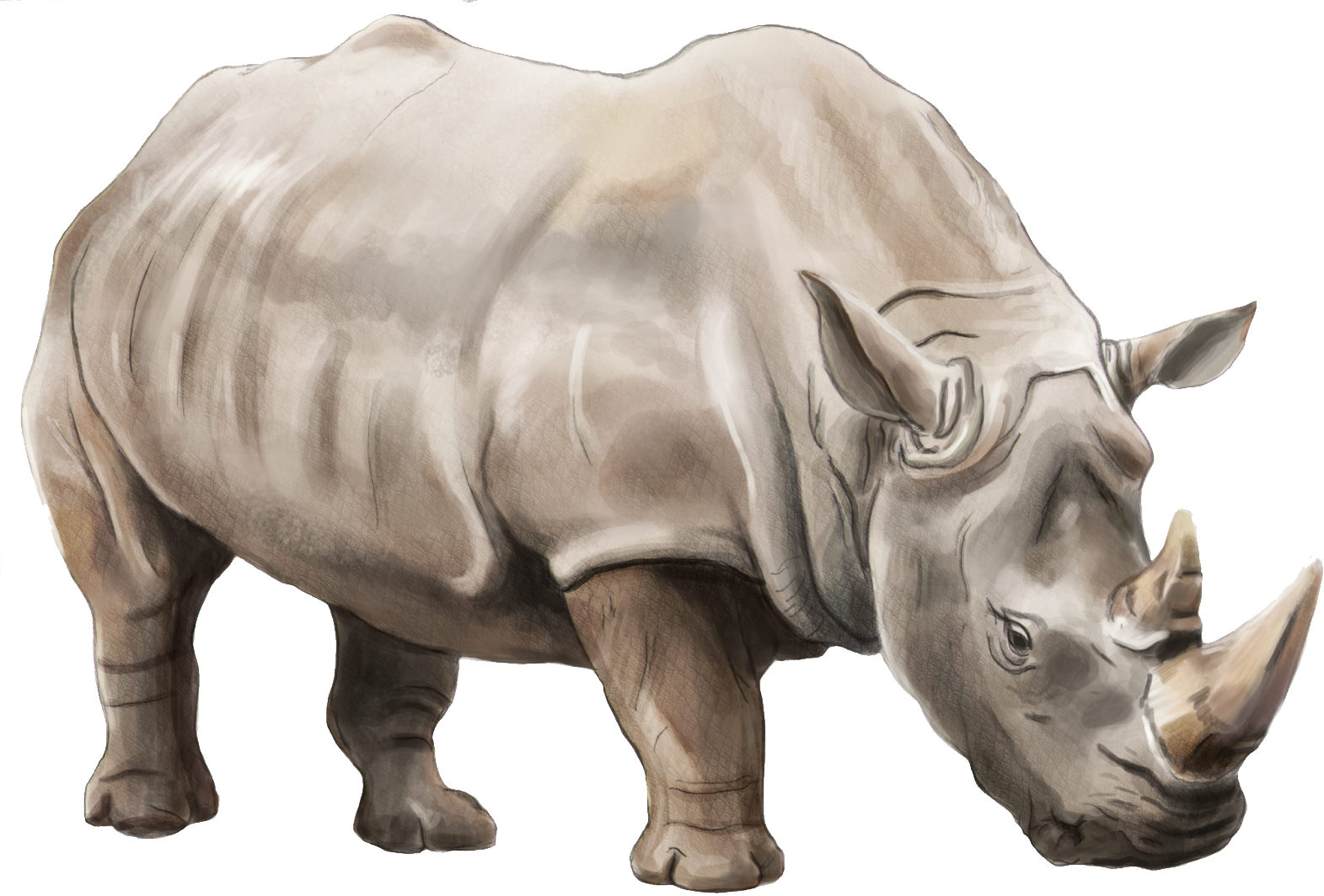 White Rhino Transparent Background (1571x1064), Png Download