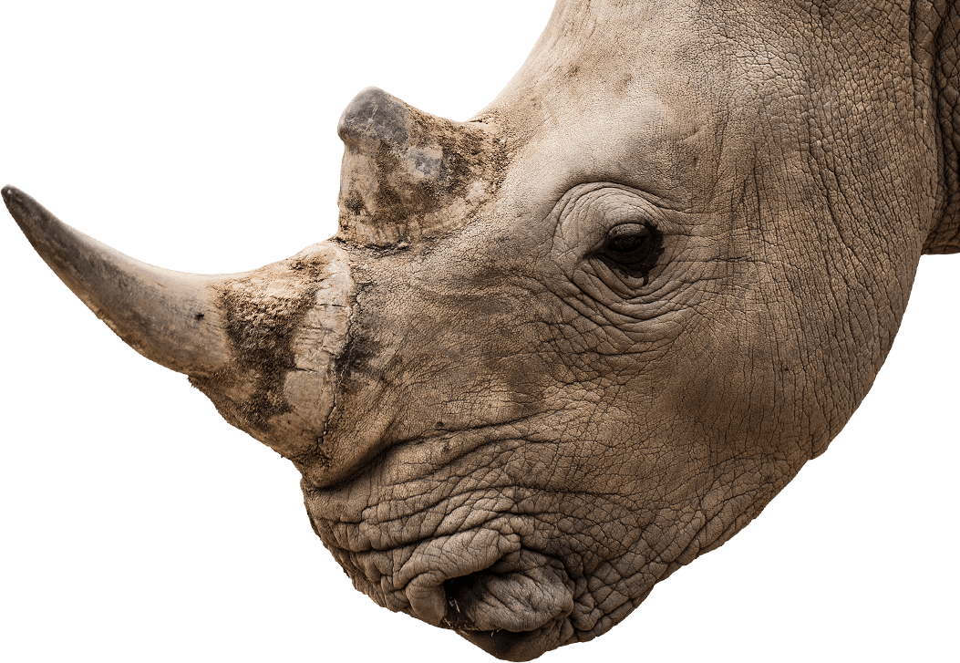 Image Transparent Png White Rhinoceros National Zoo - Rhino Head Png (1053x727), Png Download