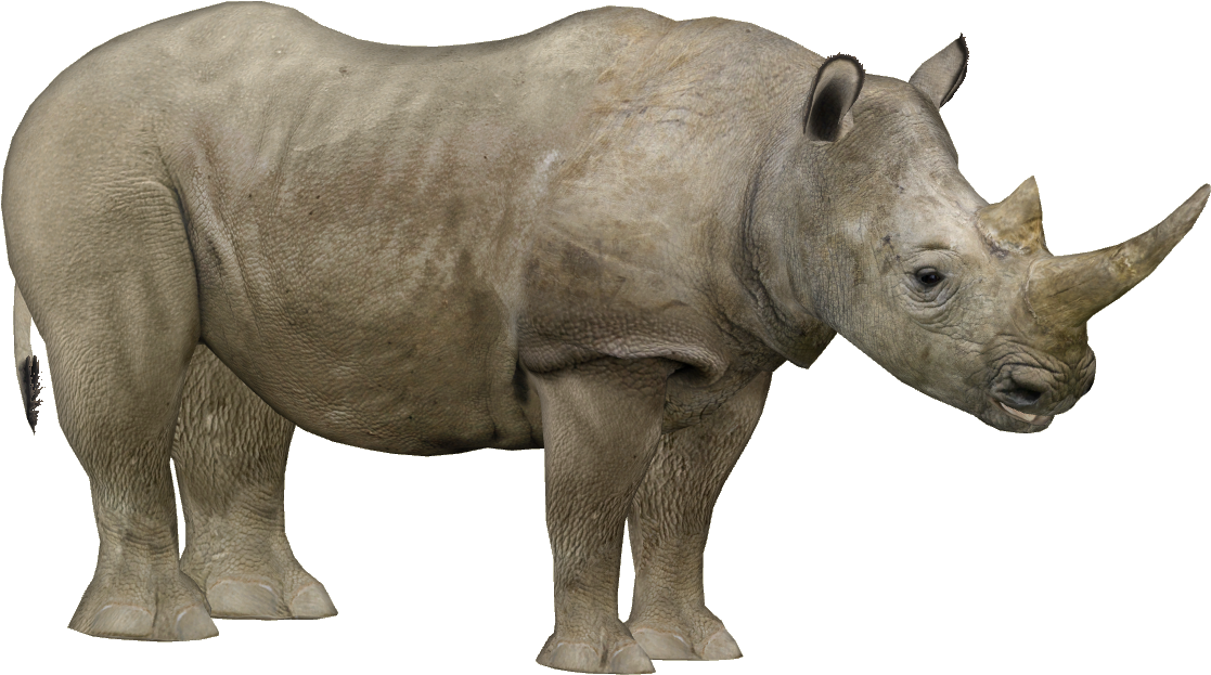 Northern White Rhinoceros - White Rhino Png (1116x1116), Png Download