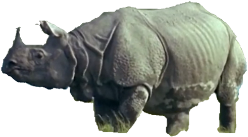 Rhinoceros (500x285), Png Download