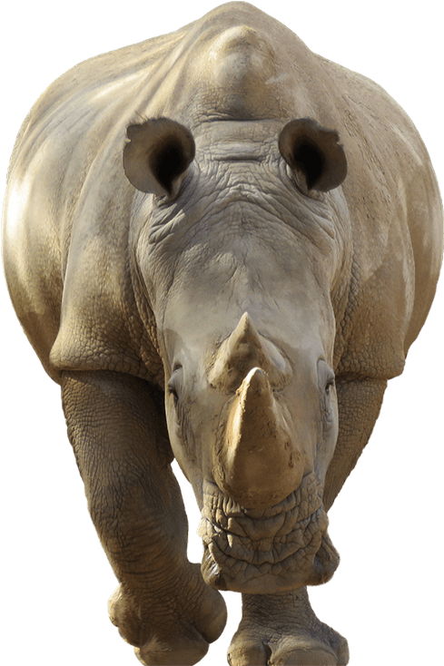 Rhino Encounter - Rhino (515x739), Png Download