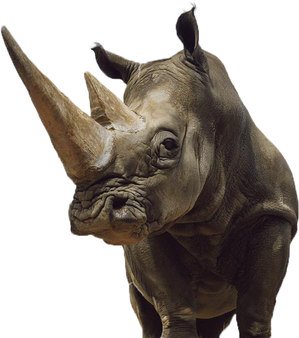 Rhinoceros Clipart Sumatran Rhino - Epson T1003 Ink Cartridge - 1-pack Magenta - 815 Pg (898x701), Png Download