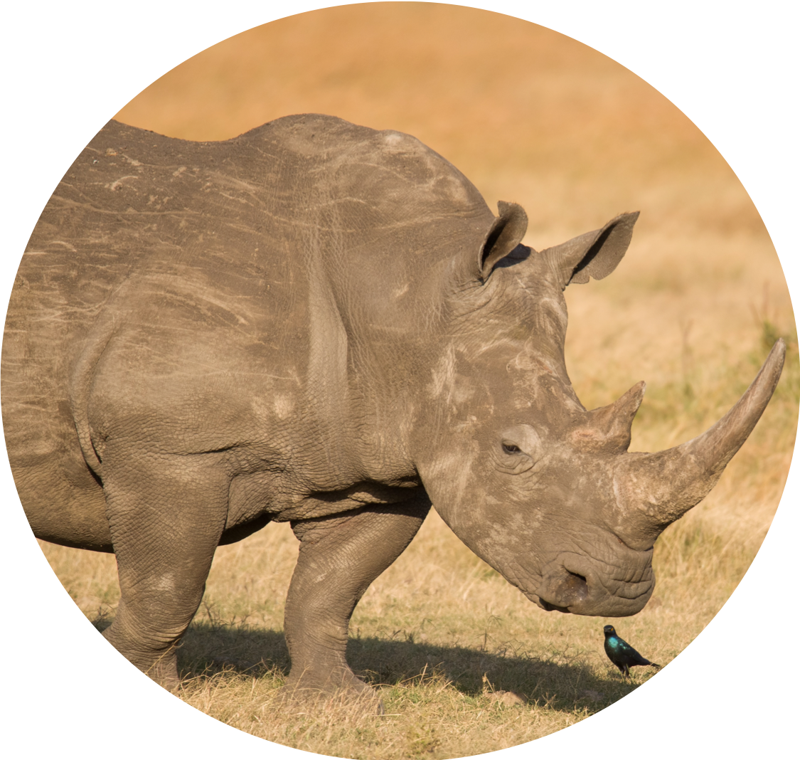Africa - Black Rhinoceros (1125x1068), Png Download