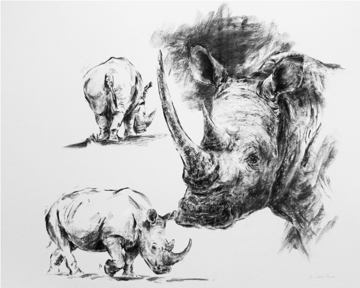 Rhino Studies A2 - Sketch (700x700), Png Download