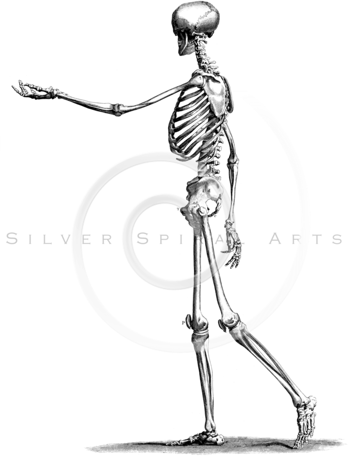 Clip Art Black And White Library Drawing At Getdrawings - Skeleton Drawing Side View (712x960), Png Download