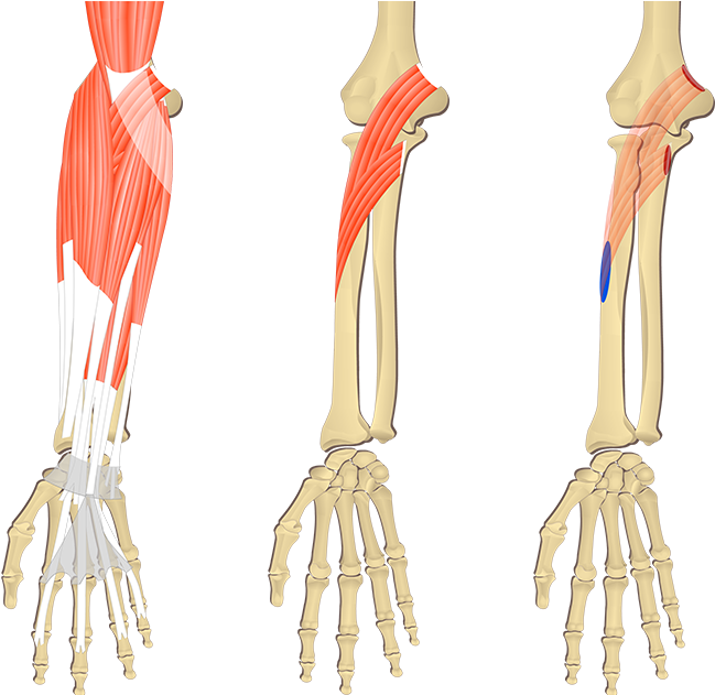 Attachments, Action & Innervation - Forearm (1200x630), Png Download