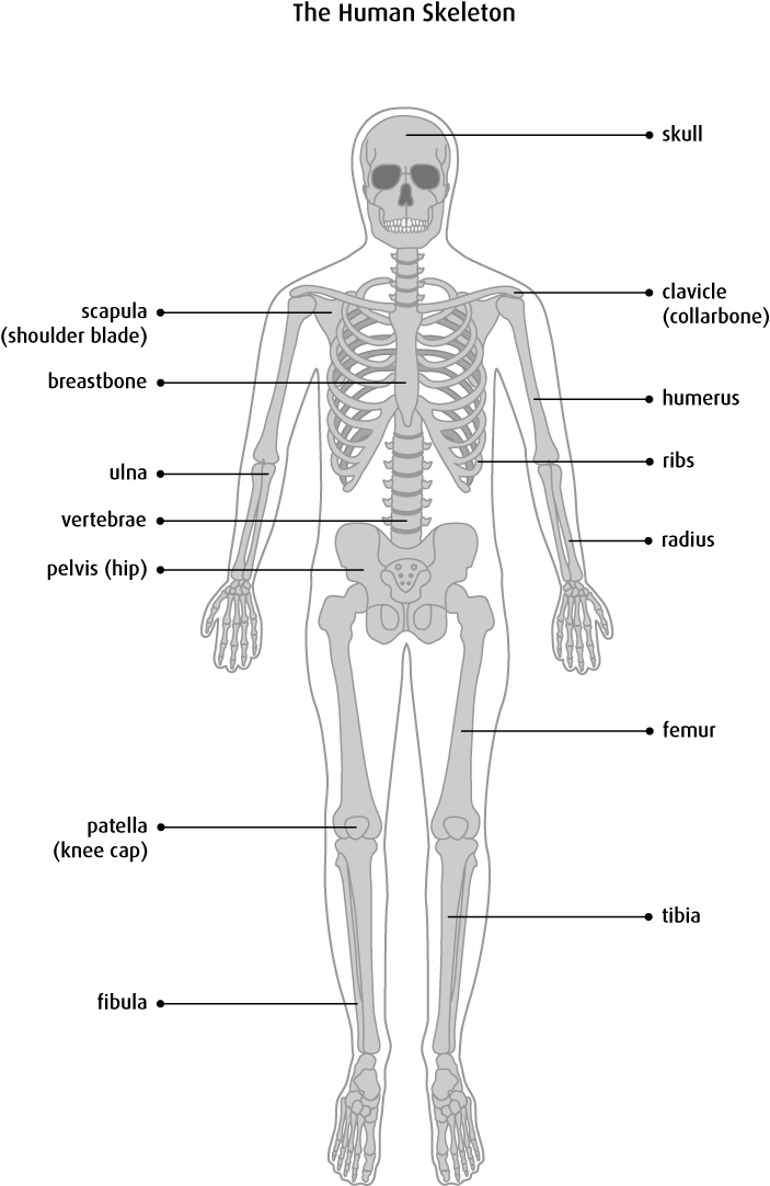 The Bones - Physiology Bones (703x1082), Png Download