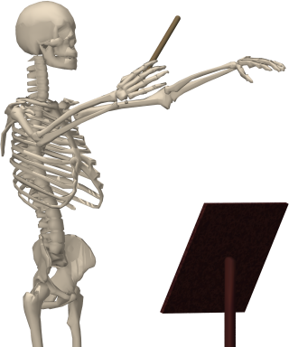 Skeleton-020 - Skeletal Songs Decomposed By Stefan Duncan (320x384), Png Download