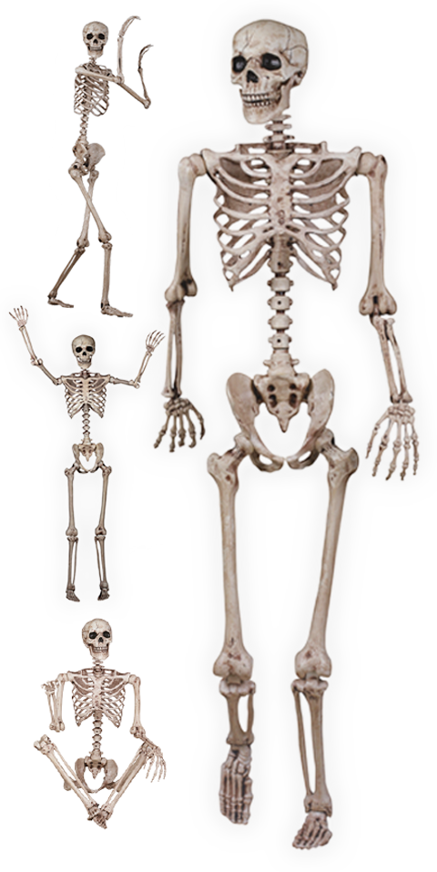 Pose N Stay Skeleton - Halloween Skeleton (480x957), Png Download