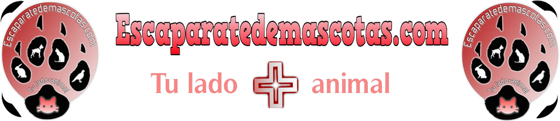 Mark Sinclair Vincent, Nacido En Nueva York El 18 De - Dog (1150x250), Png Download