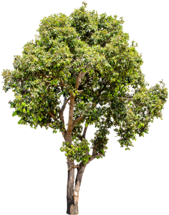 Isolated Trees On White Background, Trees, Isolated, - Oak Tree (360x360), Png Download