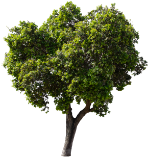 Isolated Trees On White Background, Trees, Isolated, - Tree With A White Background (360x360), Png Download