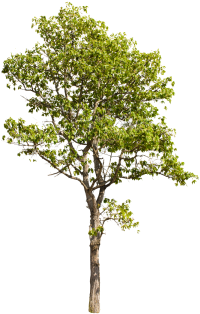 Isolated Trees On White Background, Trees, Isolated, - Architecture Tree Cut Out (360x360), Png Download