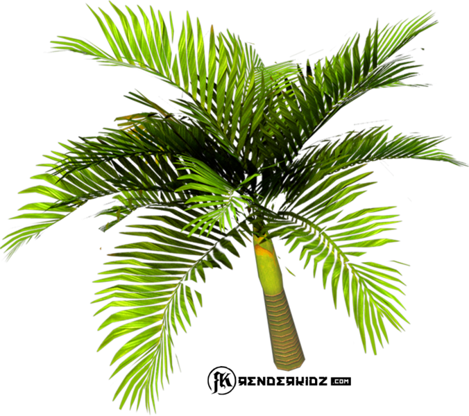 Palm Tree - Palm Trees (676x600), Png Download