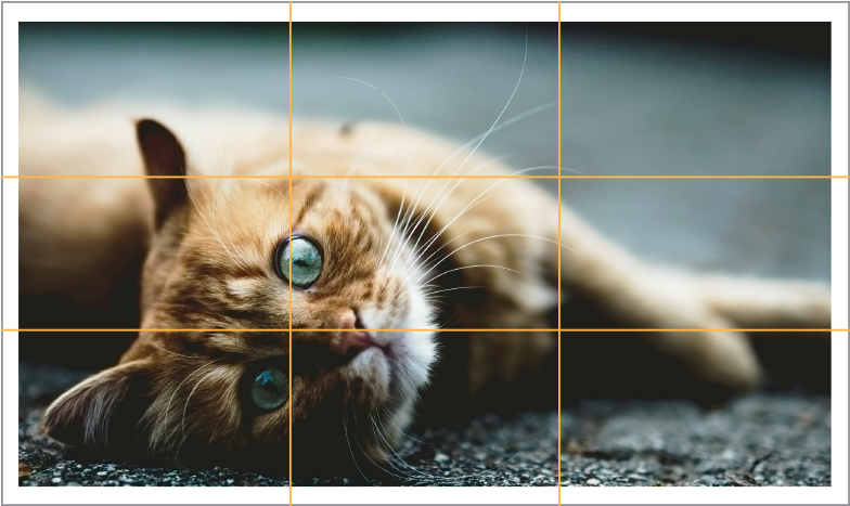 If You Subdivide Your Photo Into Thirds Both Vertically - Rule Of Thirds Photography Cat (800x486), Png Download