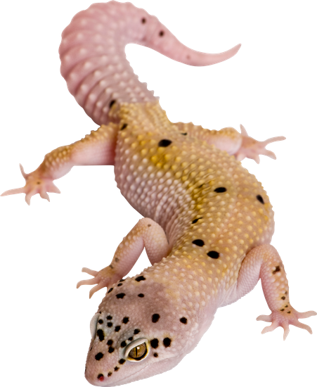 Common Leopard Gecko (451x550), Png Download