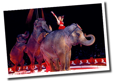 Red Elephant - Indian Elephant (474x342), Png Download