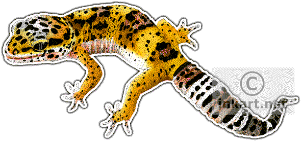 Leopard Gecko Clipart Drawing - Png Leopard Gecko Art (590x278), Png Download