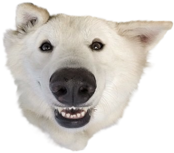 Banner Royalty Free Head Transparent Dog - Dog Head No Background (584x542), Png Download