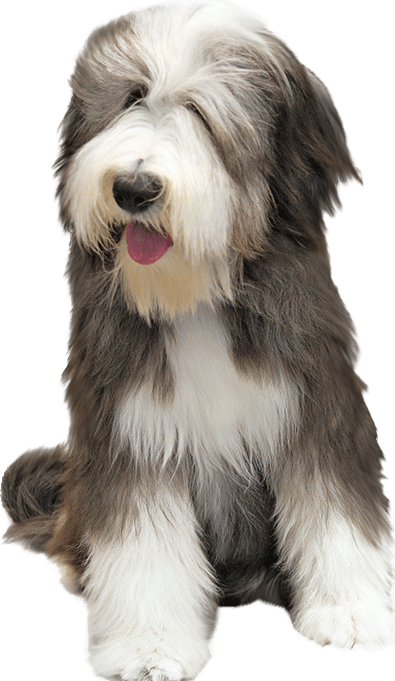 Old Dog With Transparent Background (395x681), Png Download