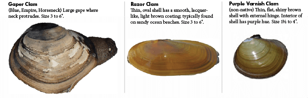 Before Harvesting Clams And Mussels For Your Safety, - Oval Clams (623x198), Png Download