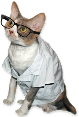 Daisy Reveals Her Halloween Costume And Treat Strategy - Cats In Costumes Png (400x400), Png Download