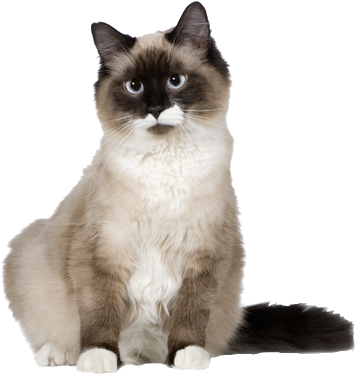 Why Choose A Birman Cat To Be The Star Of Your Ecard - Birman Cat (388x395), Png Download