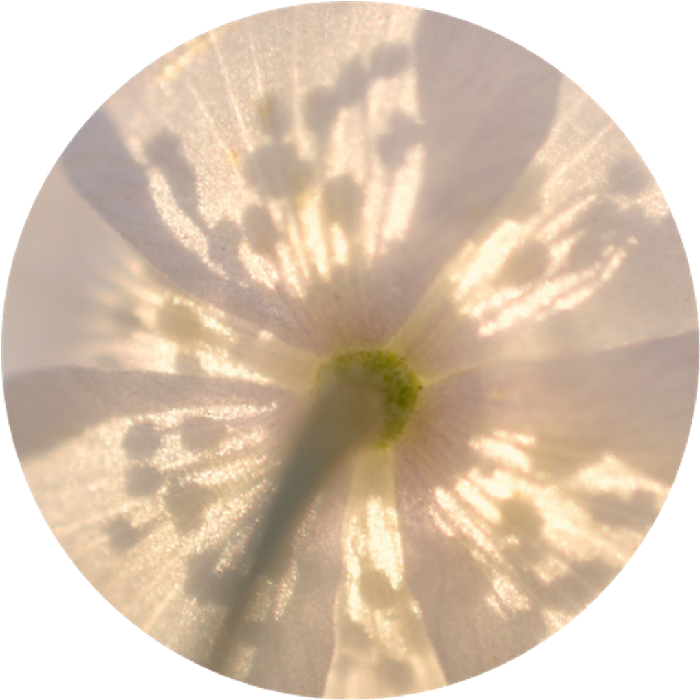 Yellow Flower Circle Tumblr Aesthetic Cute Pretty Paste - Aesthetic Pretty (1024x1024), Png Download