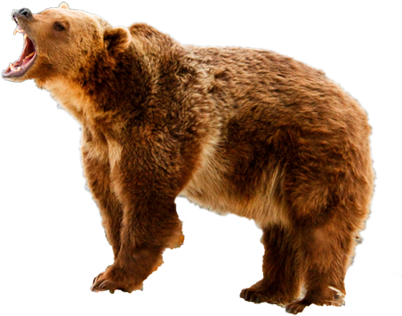 In Ihrer - Grizzly Bear (506x385), Png Download
