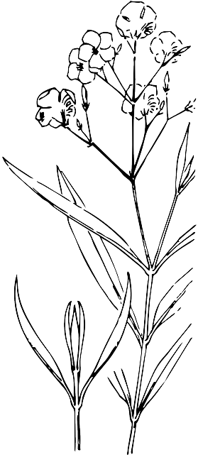 Black, Plants, Flower, White, Plant, Oleander - Oleander Line Drawing (320x640), Png Download