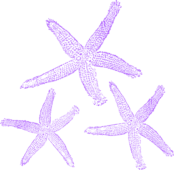 Starfish Clip Art - Purple Starfish Png (600x588), Png Download