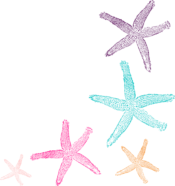 Starfish Border Clipart (564x601), Png Download