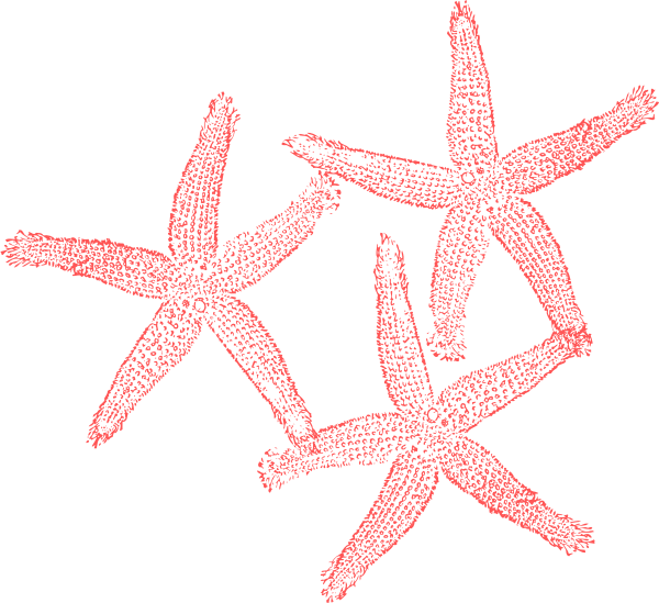 Coral Starfish Clip Art At Clker - Coral Starfish Clipart (600x549), Png Download