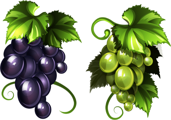 Dessin Raisin Png (600x420), Png Download