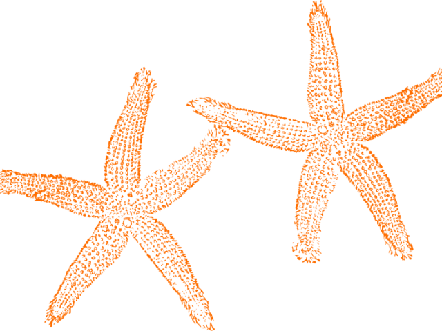 Starfish Clipart Orange Starfish - Orange Starfish Clipart (640x480), Png Download