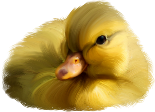 0 Dcc3d 591d5562 L - Duck (500x362), Png Download