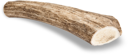 Antler Chew Deer - Deer (480x480), Png Download